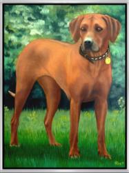 Rhodesian Ridgeback